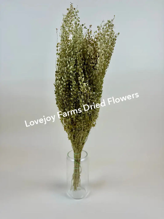Dried Lepidium (Pepper Grass) Dried Grasses - Ornamental