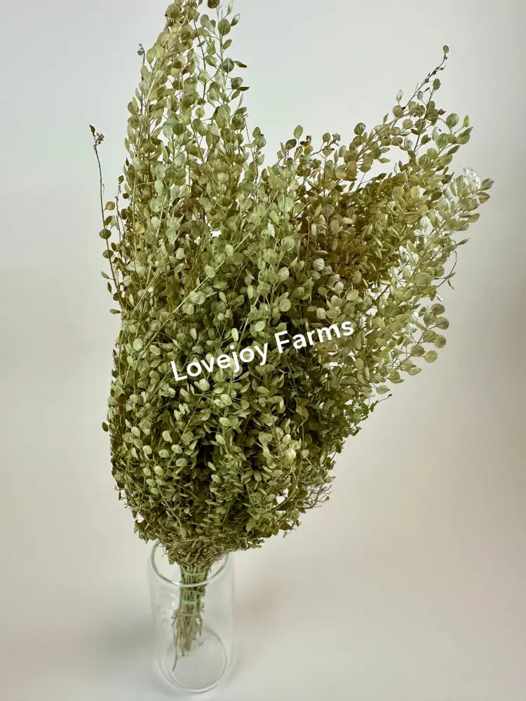 Dried Lepidium (Pepper Grass) Dried Grasses - Ornamental