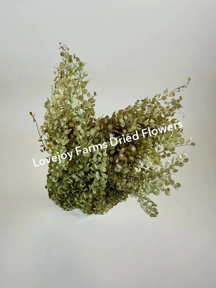 Dried Lepidium (Pepper Grass) Dried Grasses - Ornamental