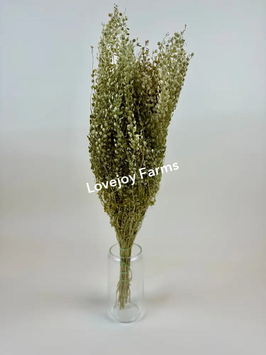 Dried Lepidium (Pepper Grass) Dried Grasses - Ornamental