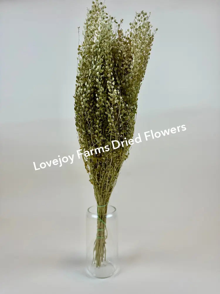 Dried Lepidium (Pepper Grass) Dried Grasses - Ornamental