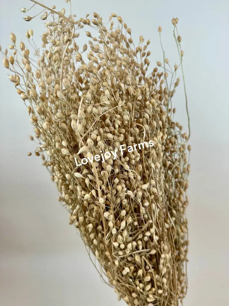 Dried Linium Dried Grasses - Ornamental