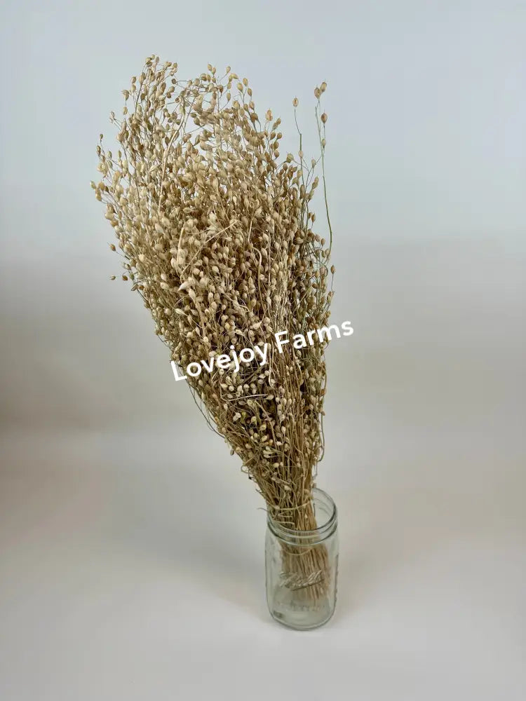 Dried Linium Dried Grasses - Ornamental