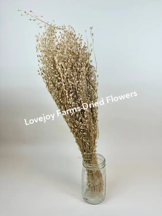 Dried Linium Dried Grasses - Ornamental