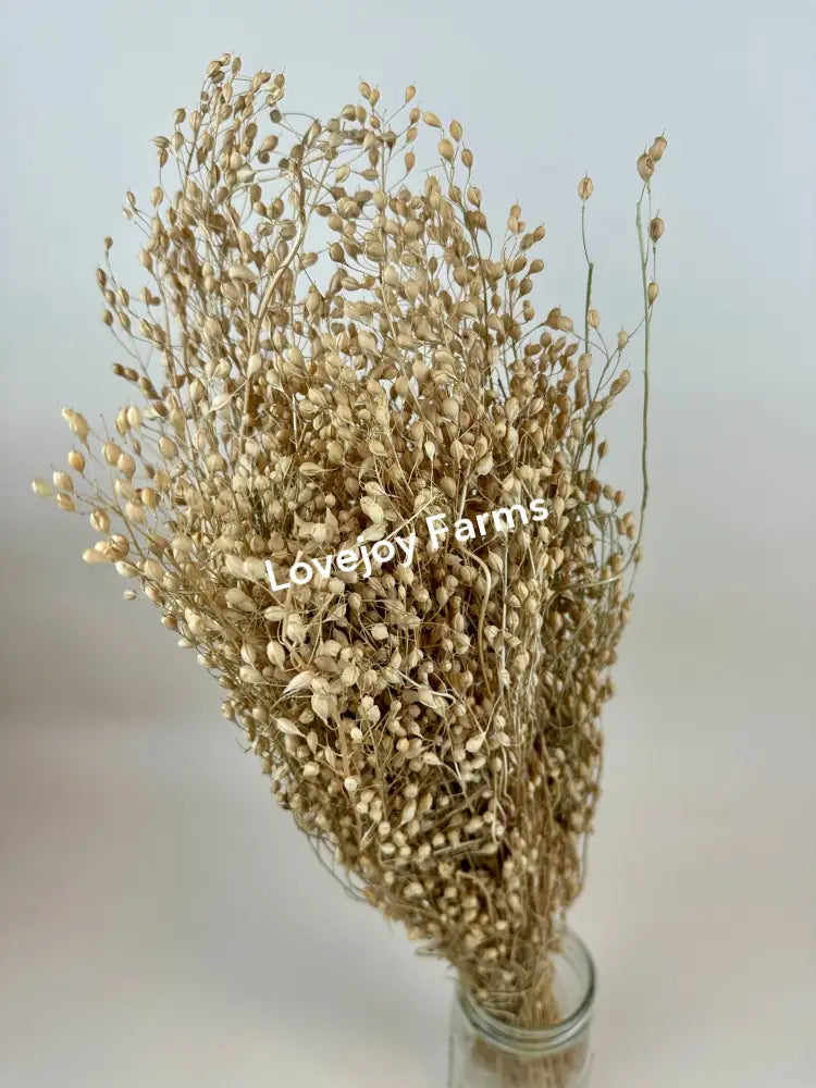 Dried Linium Dried Grasses - Ornamental