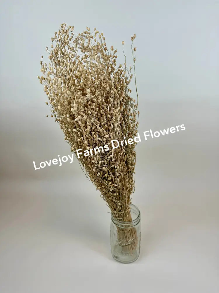Dried Linium Dried Grasses - Ornamental