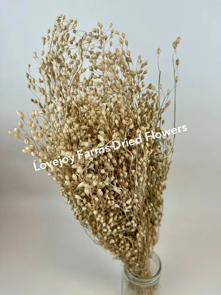 Dried Linium Dried Grasses - Ornamental