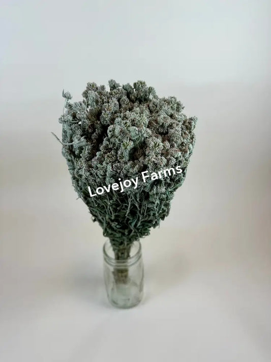 Dried Mountain Mint Dried Flowers