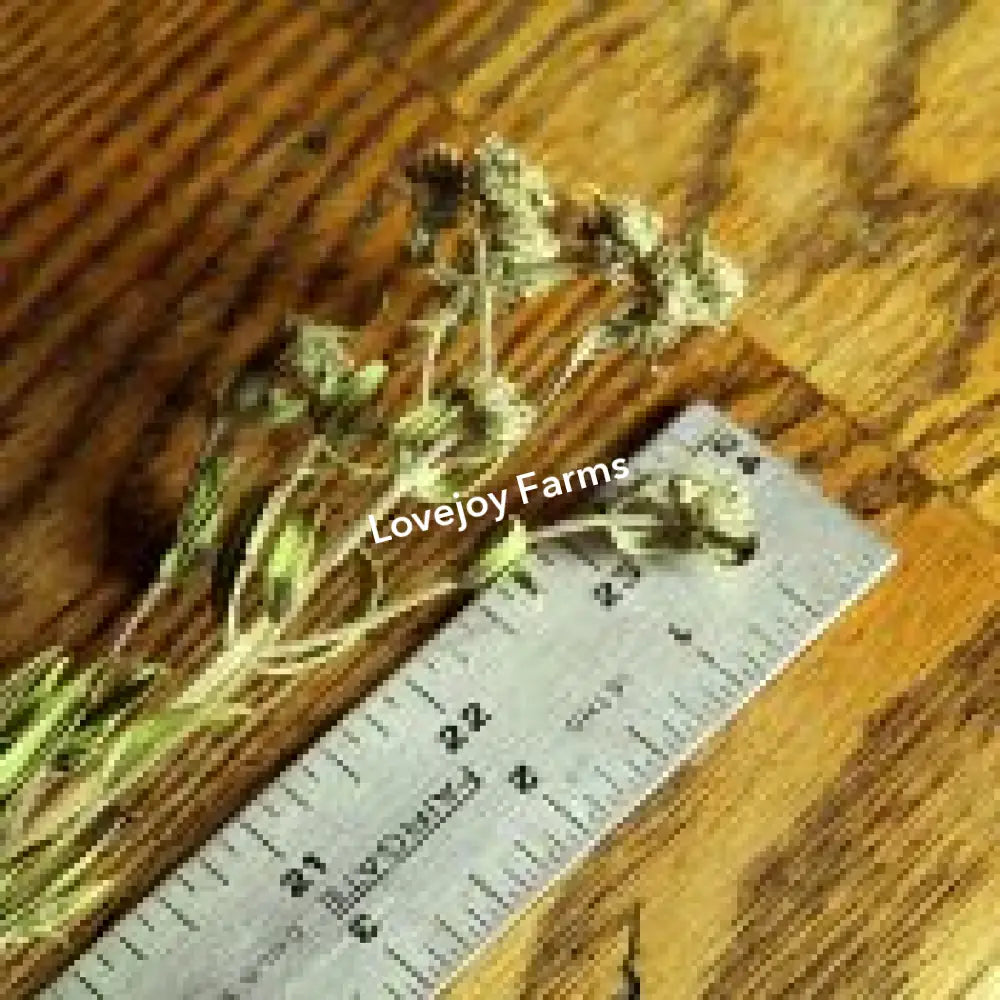 Dried Mountain Mint Dried Flowers