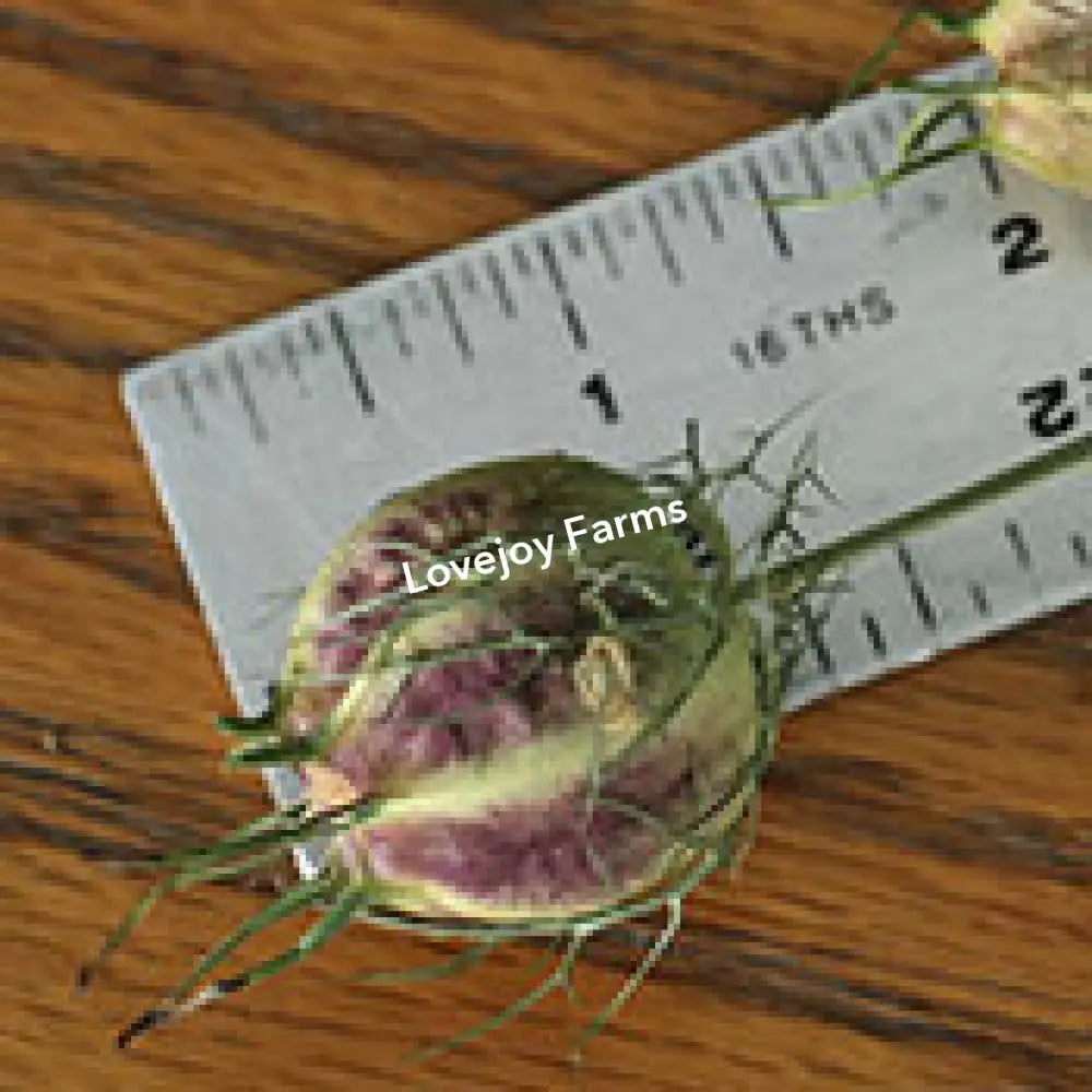 Dried Nigella (Love in a Mist) - Green Dried Flowers
