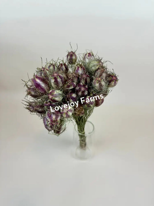 Dried Nigella (Love in a Mist) - Green Dried Flowers