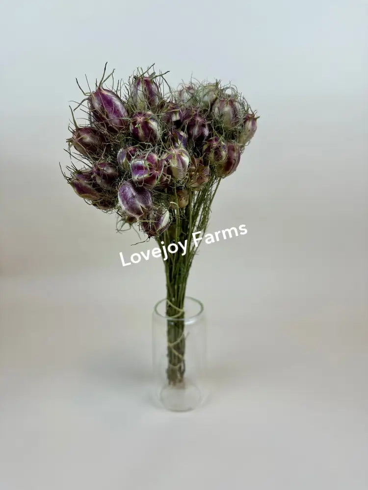 Dried Nigella (Love in a Mist) - Green Dried Flowers