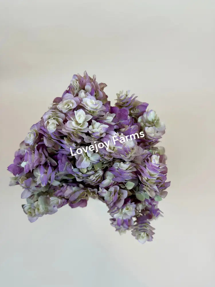 Dried Oregano (Kent Beauty) Dried Flowers