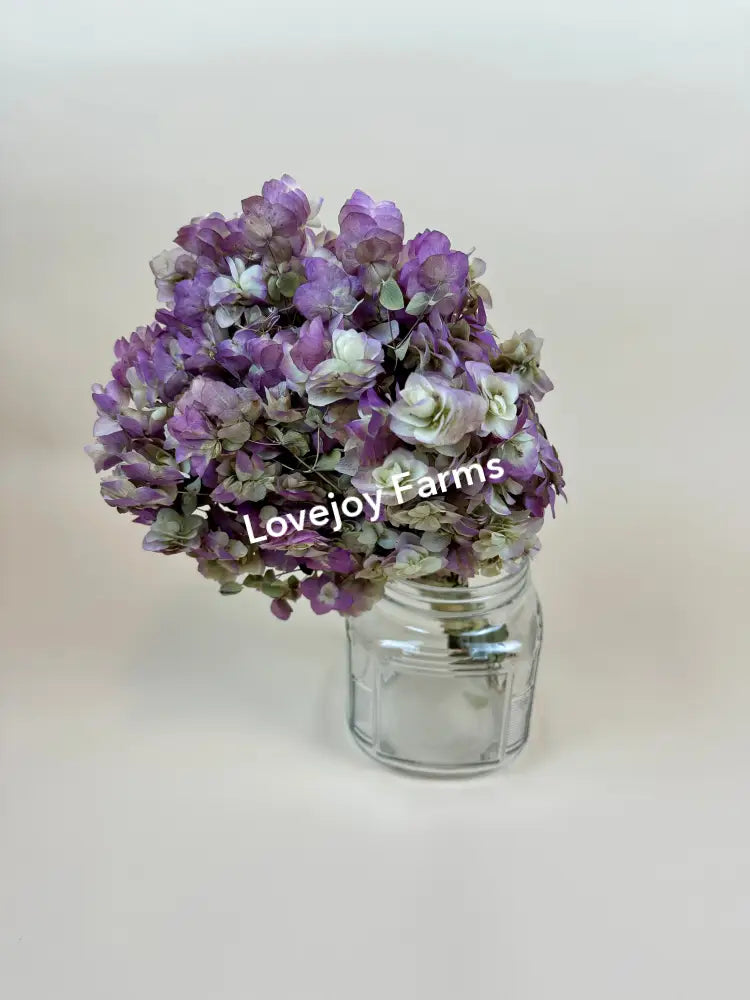 Dried Oregano (Kent Beauty) Dried Flowers