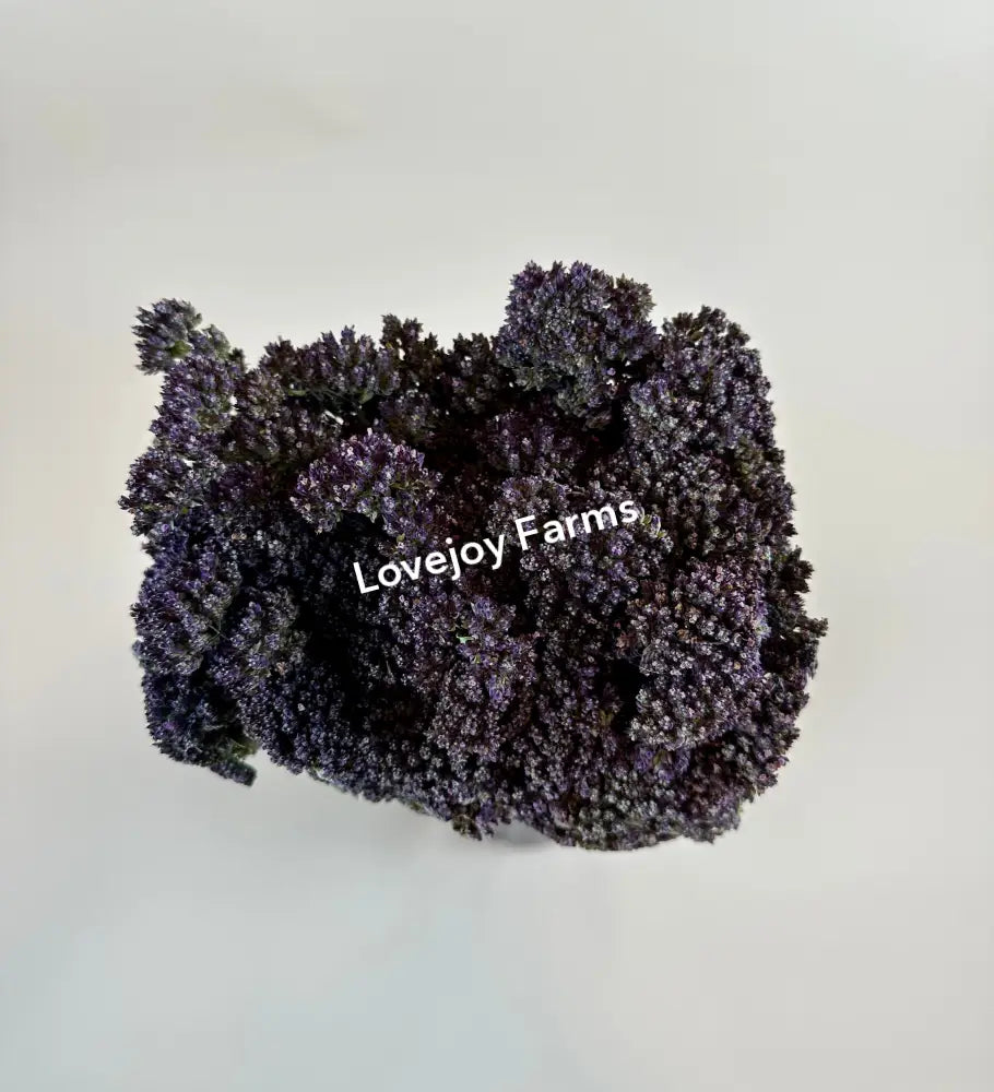 Dried Oregano (Purple Blossom) Dried Flowers