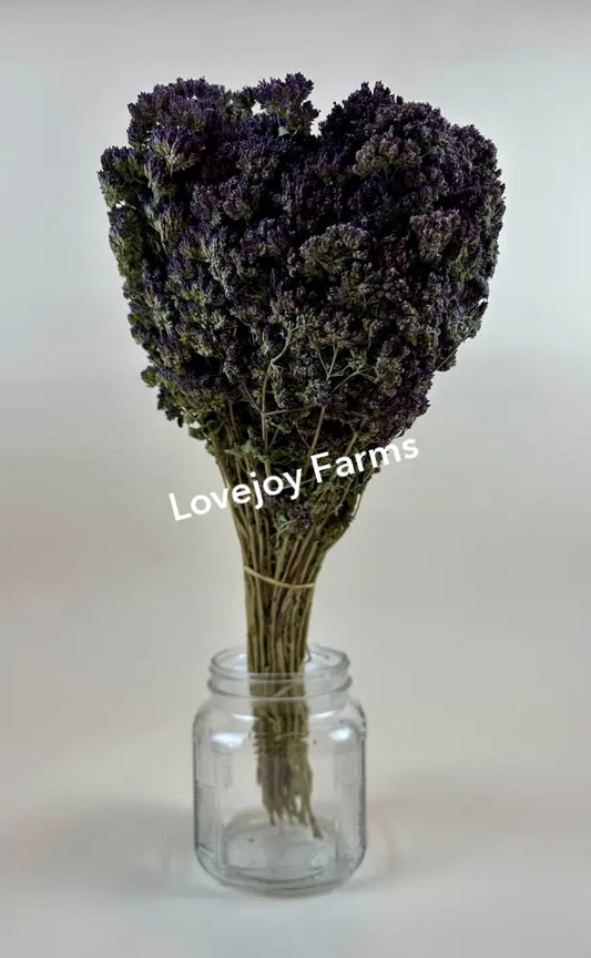 Dried Oregano (Purple Blossom) Dried Flowers