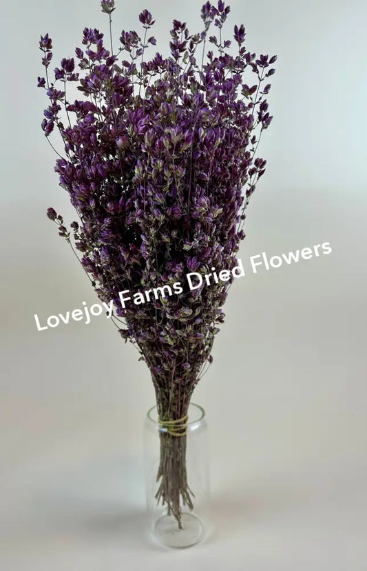 Dried Oregano (Santa Cruz) Dried Flowers