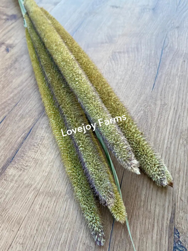 Dried Pearl Millet Dried Millet - Ornamental