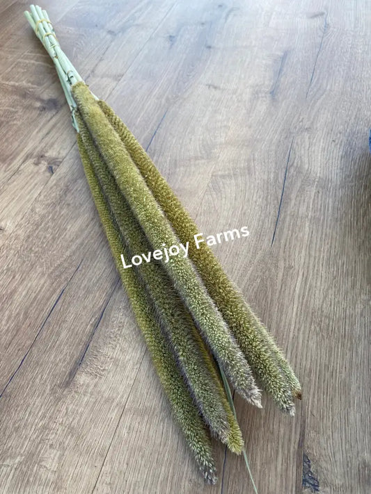 Dried Pearl Millet Dried Millet - Ornamental