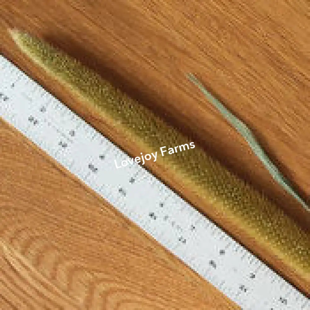 Dried Pearl Millet Dried Millet - Ornamental