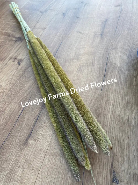 Dried Pearl Millet Dried Millet - Ornamental