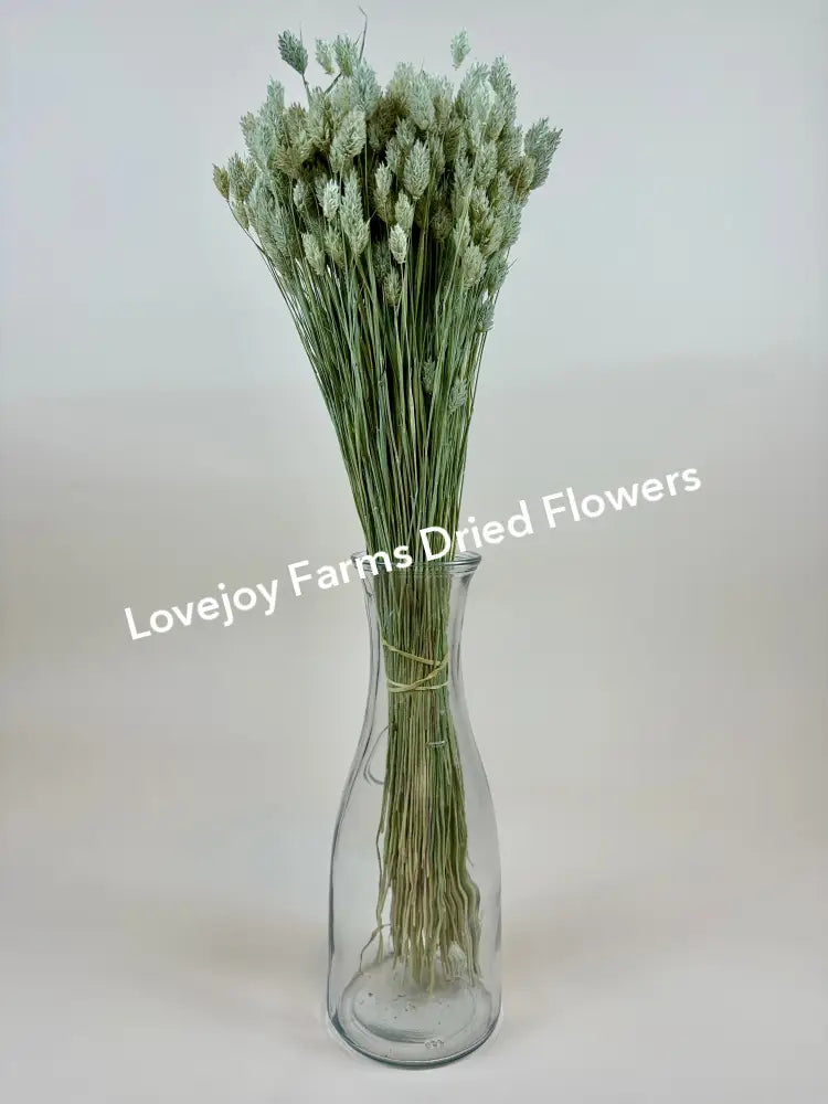 Dried Phalaris Dried Grasses - Ornamental