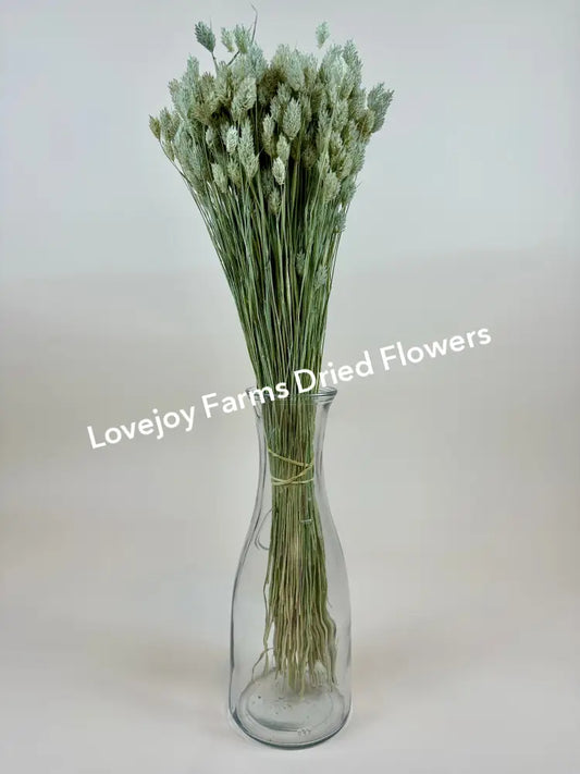Dried Phalaris Dried Grasses - Ornamental