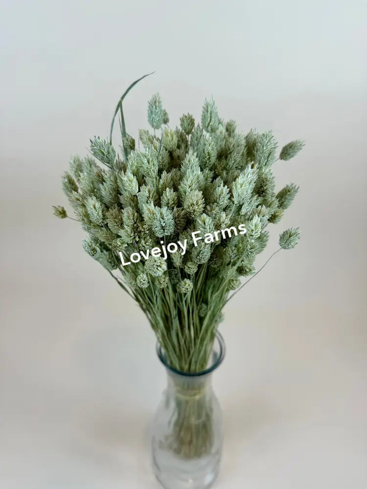 Dried Phalaris Dried Grasses - Ornamental