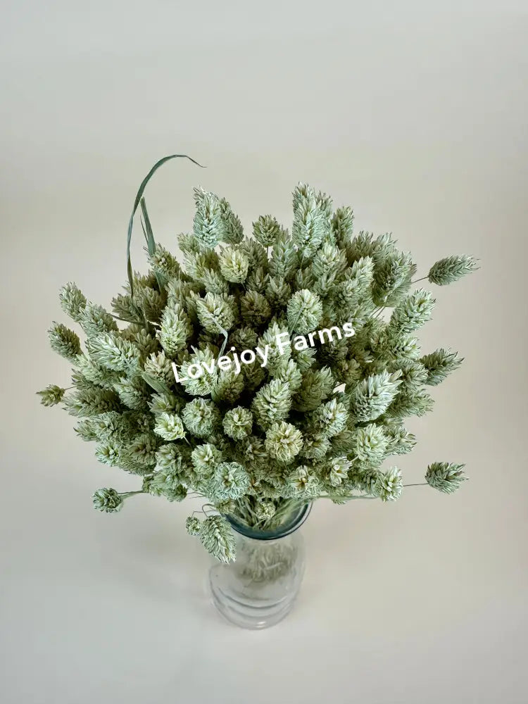 Dried Phalaris Dried Grasses - Ornamental