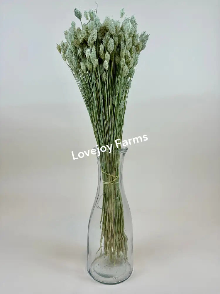 Dried Phalaris Dried Grasses - Ornamental
