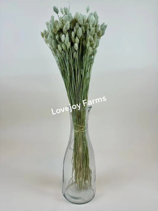 Dried Phalaris Dried Grasses - Ornamental