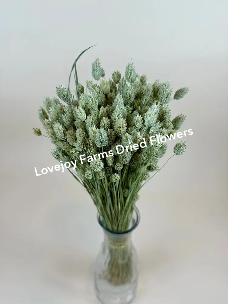 Dried Phalaris Dried Grasses - Ornamental