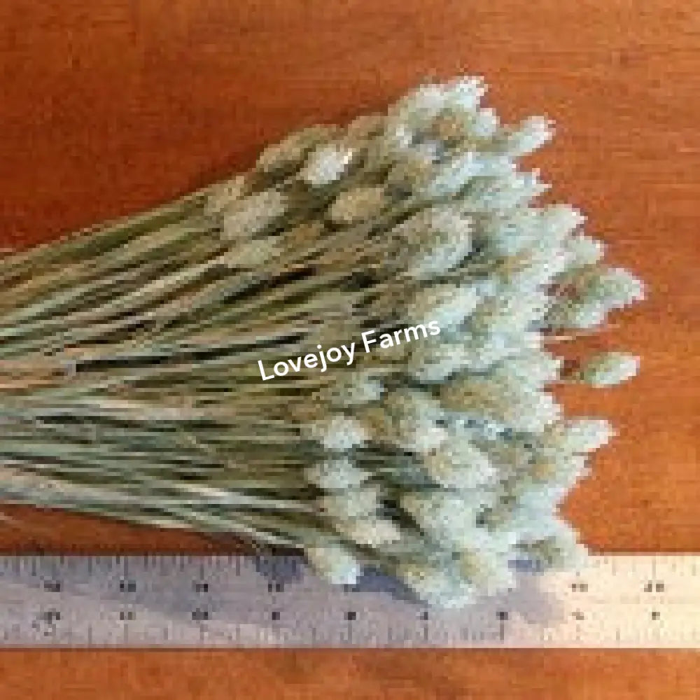 Dried Phalaris Dried Grasses - Ornamental