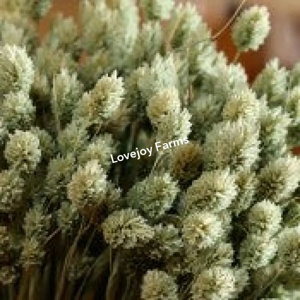Dried Phalaris Dried Grasses - Ornamental