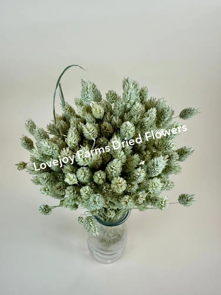 Dried Phalaris Dried Grasses - Ornamental