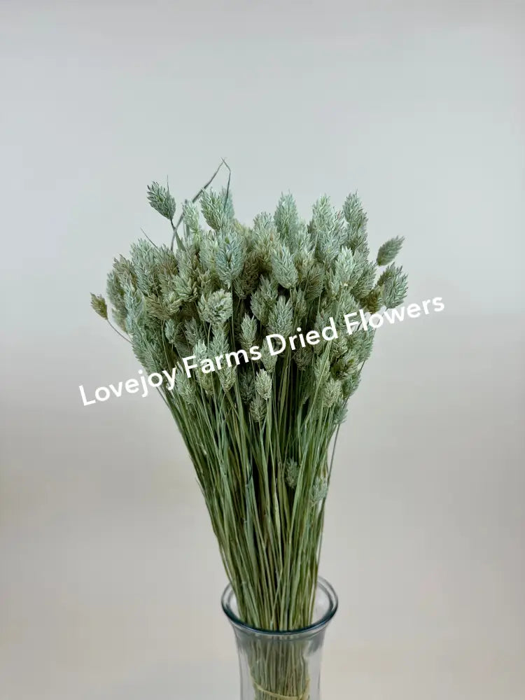 Dried Phalaris Dried Grasses - Ornamental