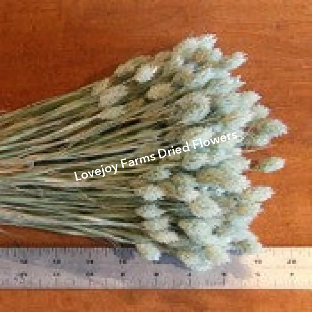 Dried Phalaris Dried Grasses - Ornamental