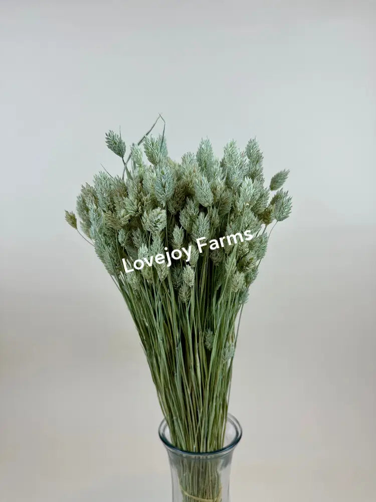 Dried Phalaris Dried Grasses - Ornamental