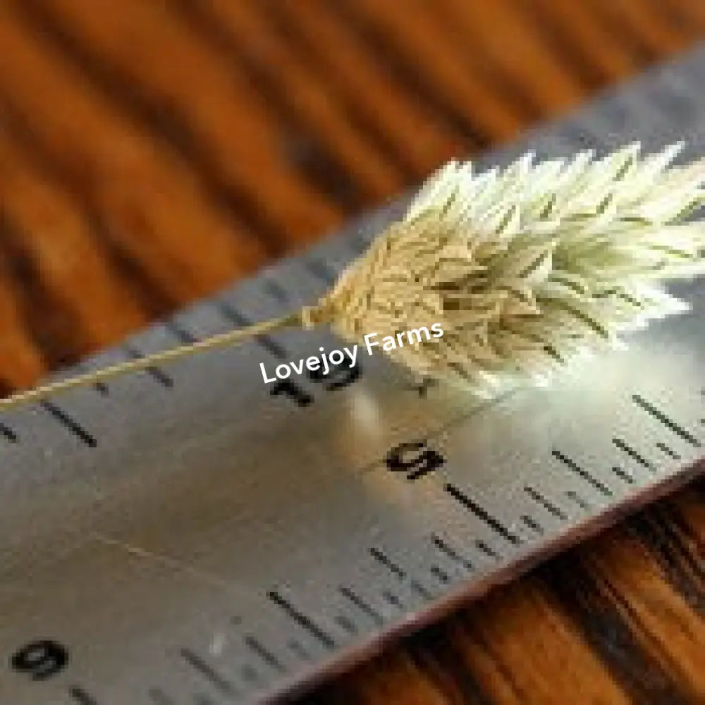 Dried Phalaris Dried Grasses - Ornamental