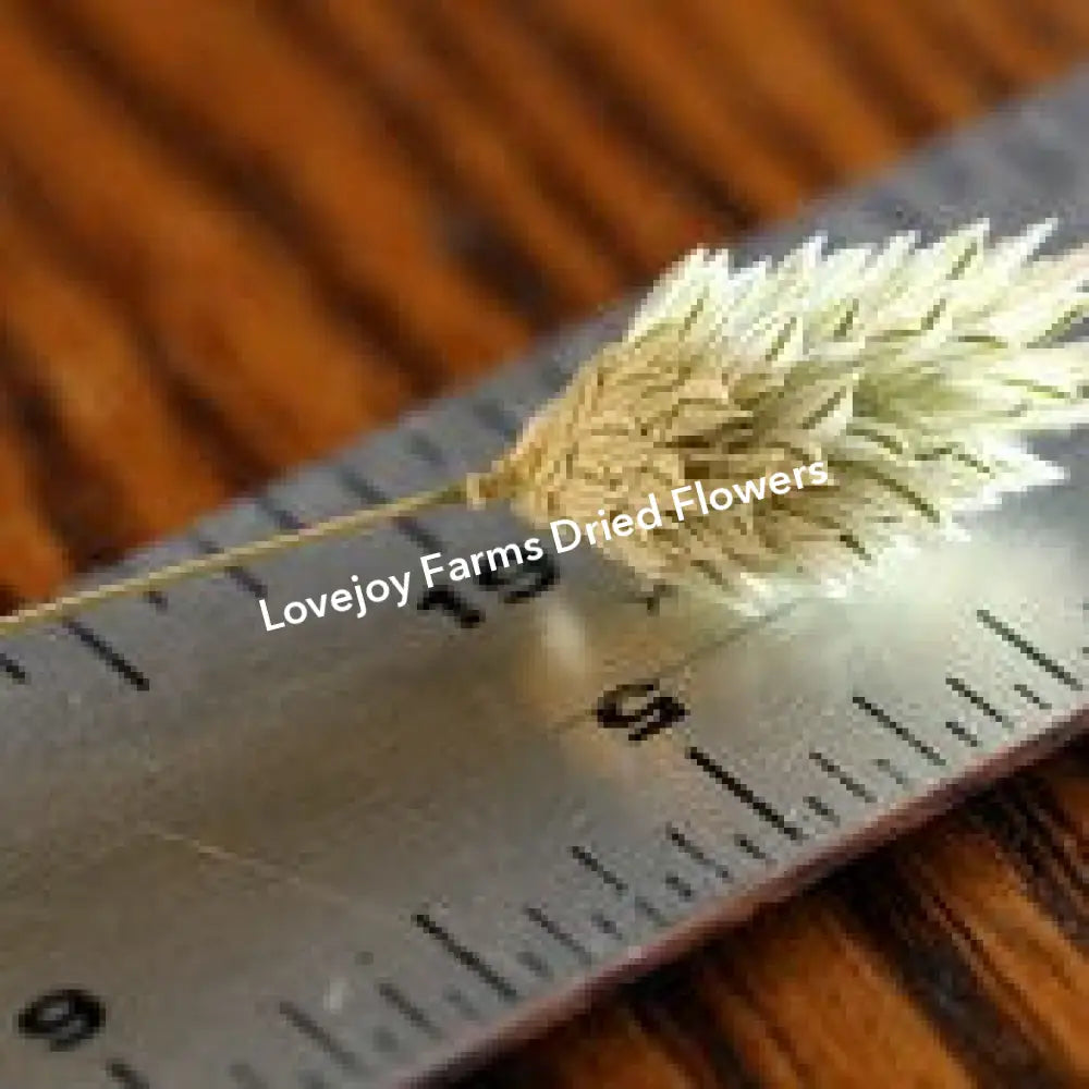 Dried Phalaris Dried Grasses - Ornamental