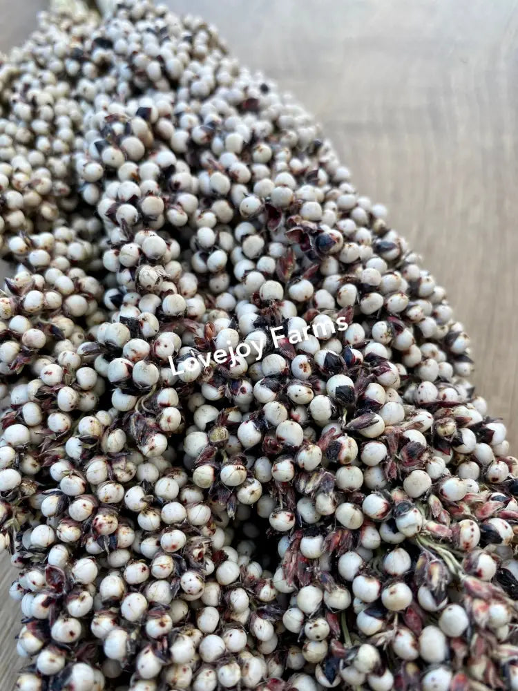 Dried Pinto Berries Dried Grains - Ornamental