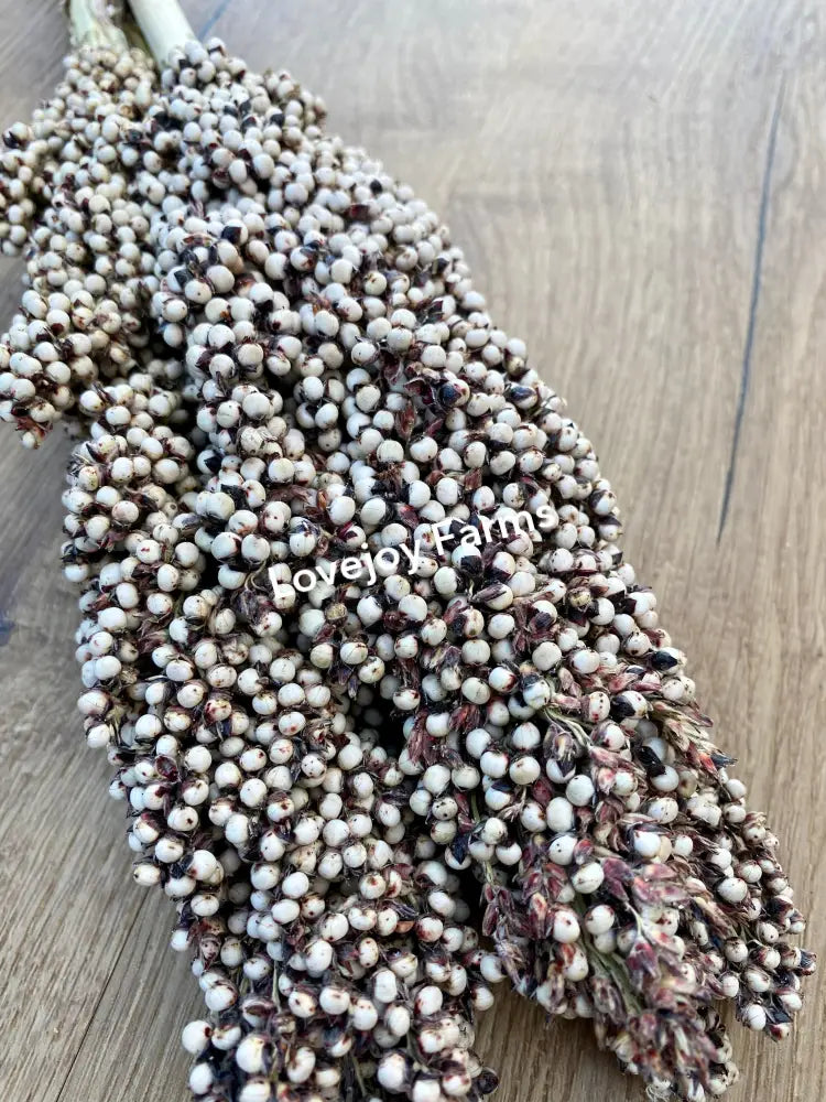 Dried Pinto Berries Dried Grains - Ornamental