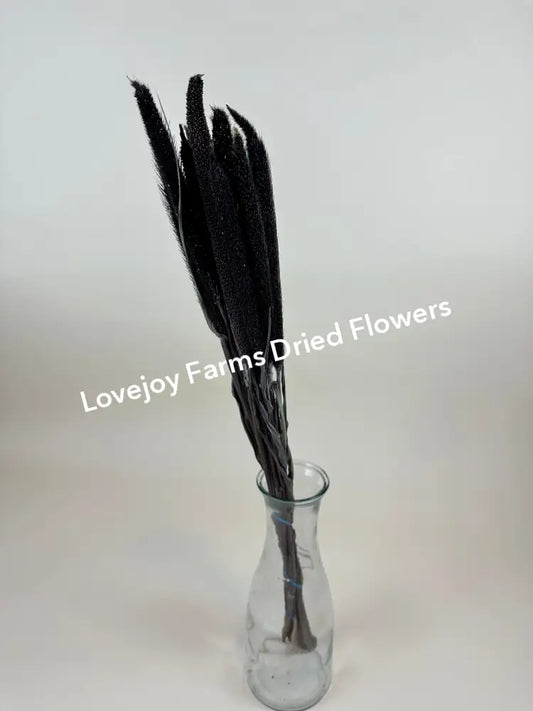 Dried Purple Majesty Millet (12 Stem) Dried Millet - Ornamental