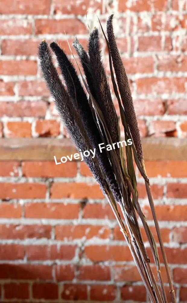 Dried Purple Majesty Millet (6 Stem) Dried Millet - Ornamental