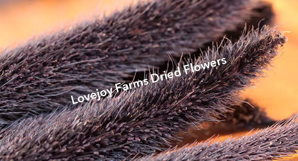 Dried Purple Majesty Millet (6 Stem) Dried Millet - Ornamental