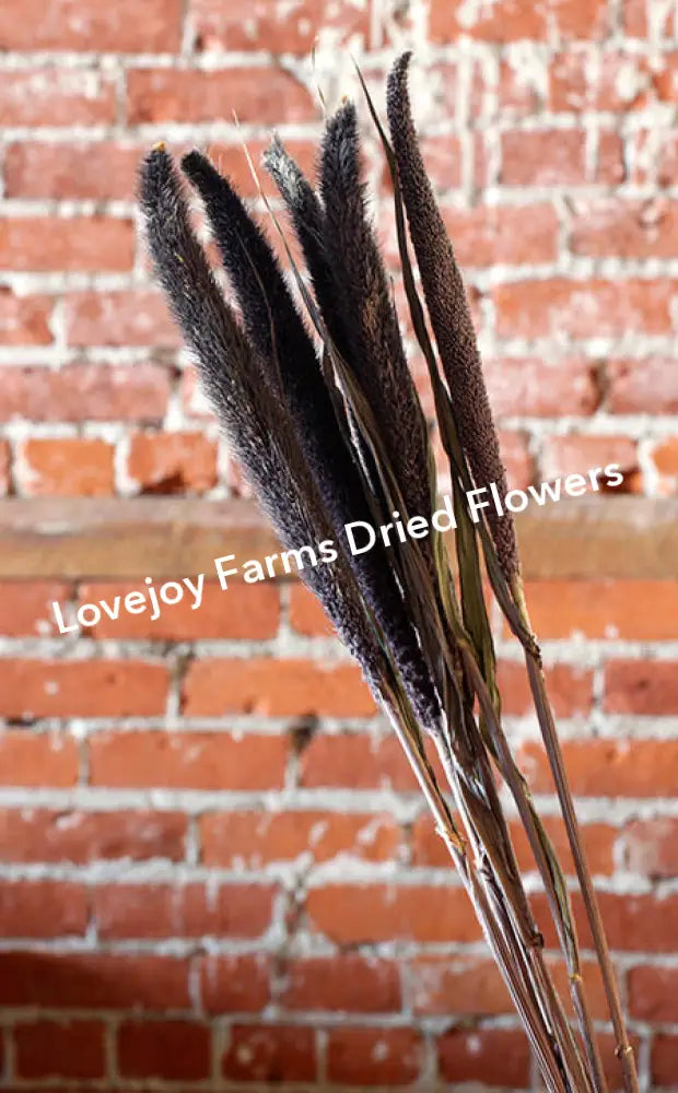 Dried Purple Majesty Millet (6 Stem) Dried Millet - Ornamental