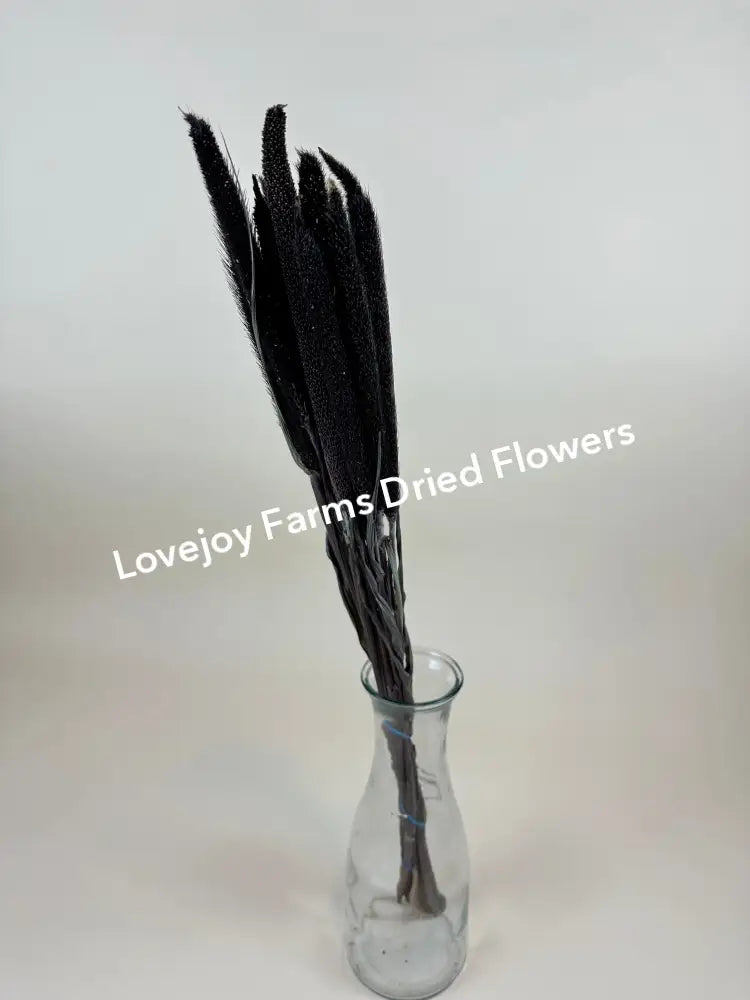 Dried Purple Majesty Millet (6 Stem) Dried Millet - Ornamental