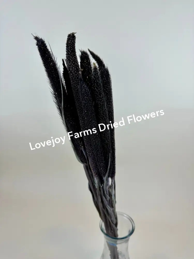 Dried Purple Majesty Millet (6 Stem) Dried Millet - Ornamental