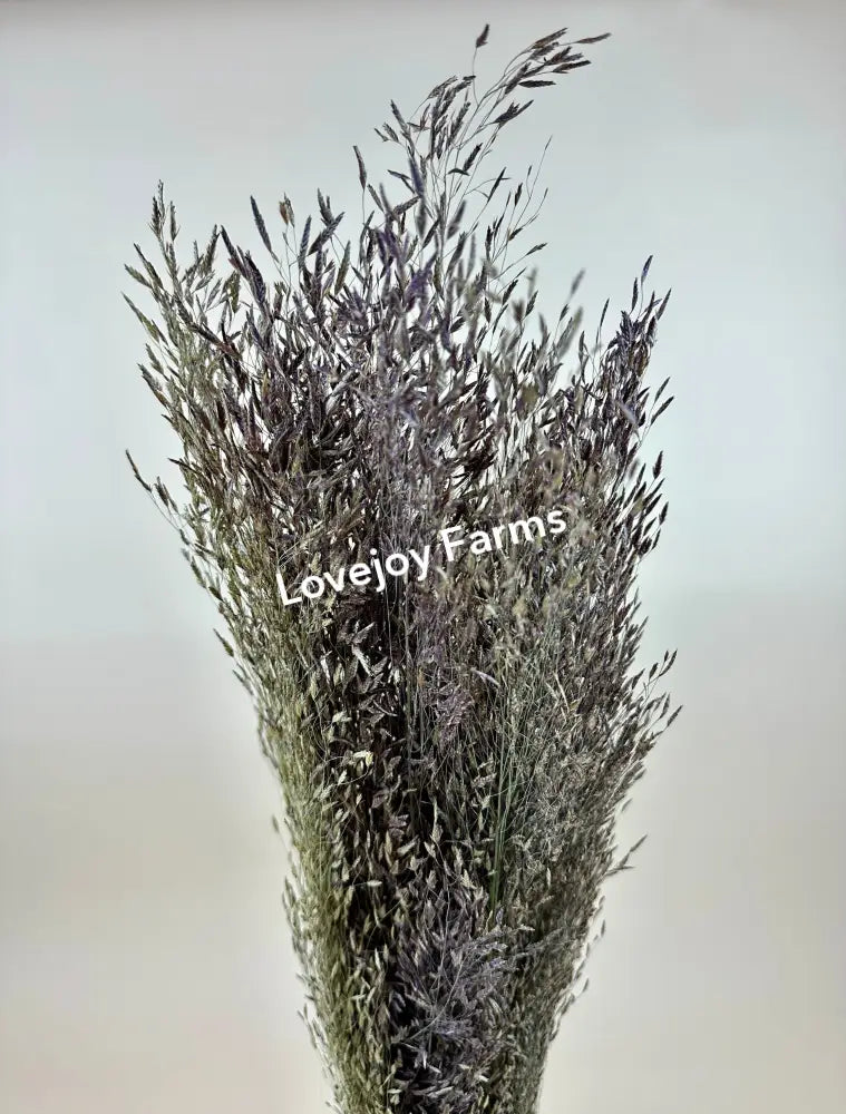 Dried Ruby Silk Grass Dried Grasses - Ornamental