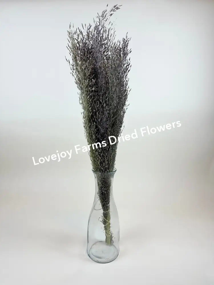 Dried Ruby Silk Grass Dried Grasses - Ornamental